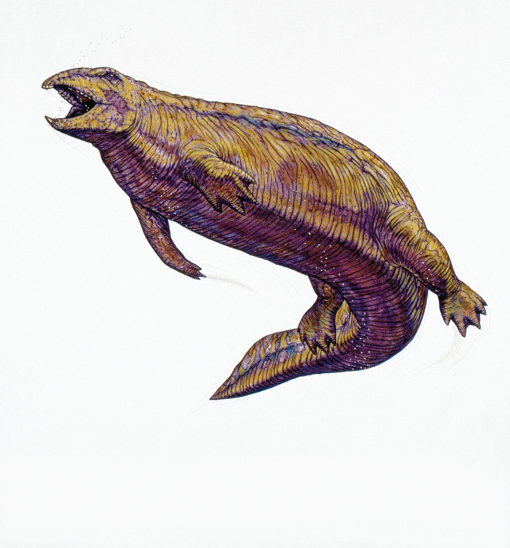 Placodus prehistoric marine reptile