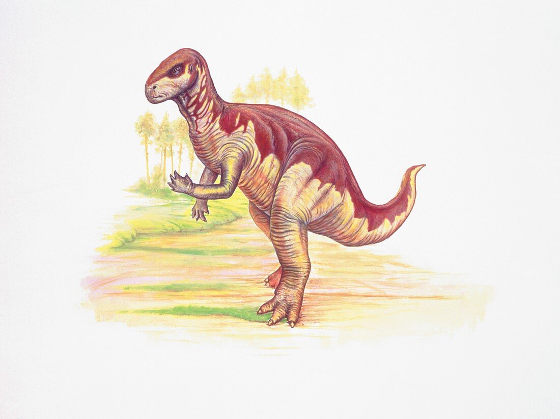 Camptosaurus dinosaur,illustration