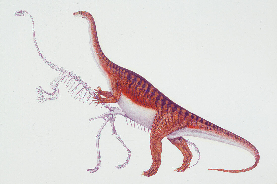 Massospondylus dinosaur,illustration