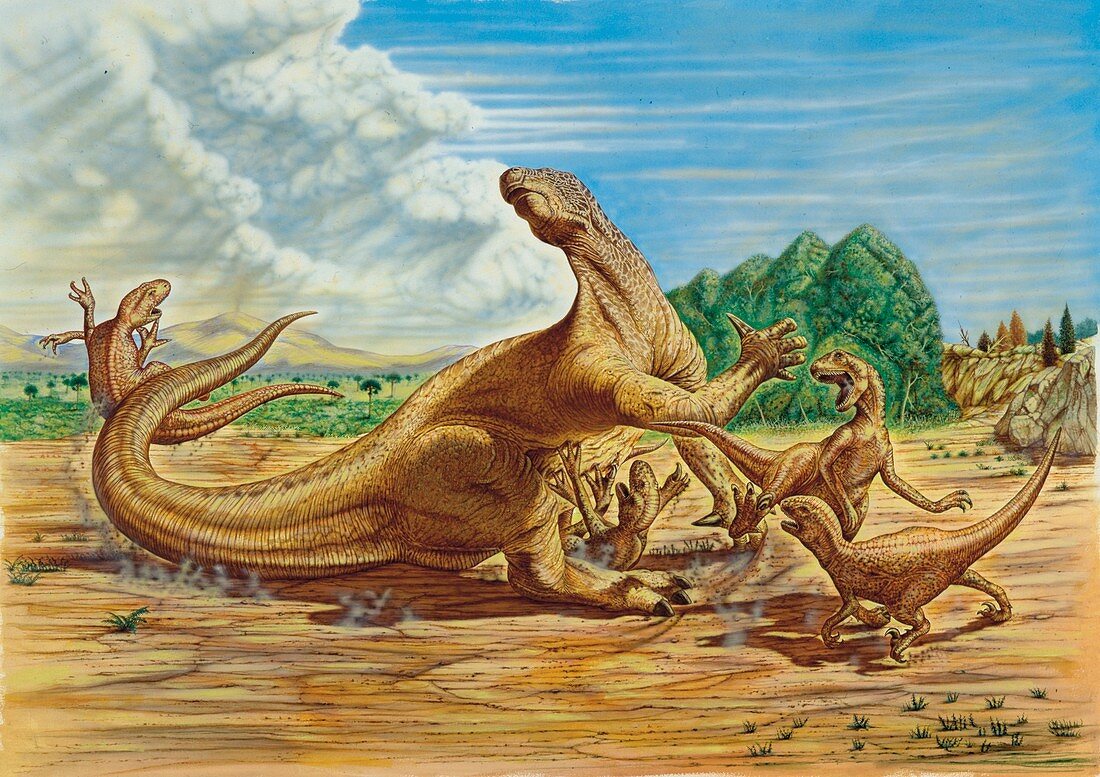 Iguanodon defending itself,illustration