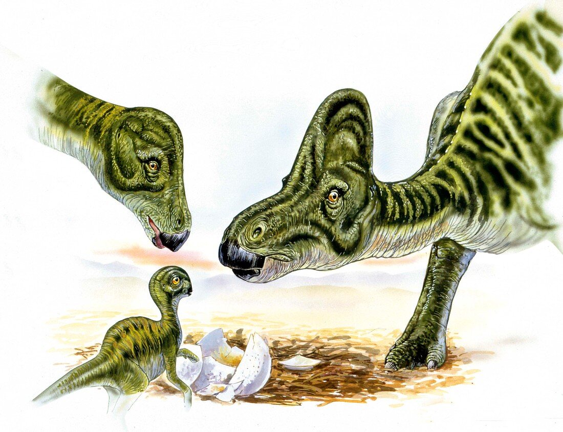 Hypacrosaurus dinosaurs and young