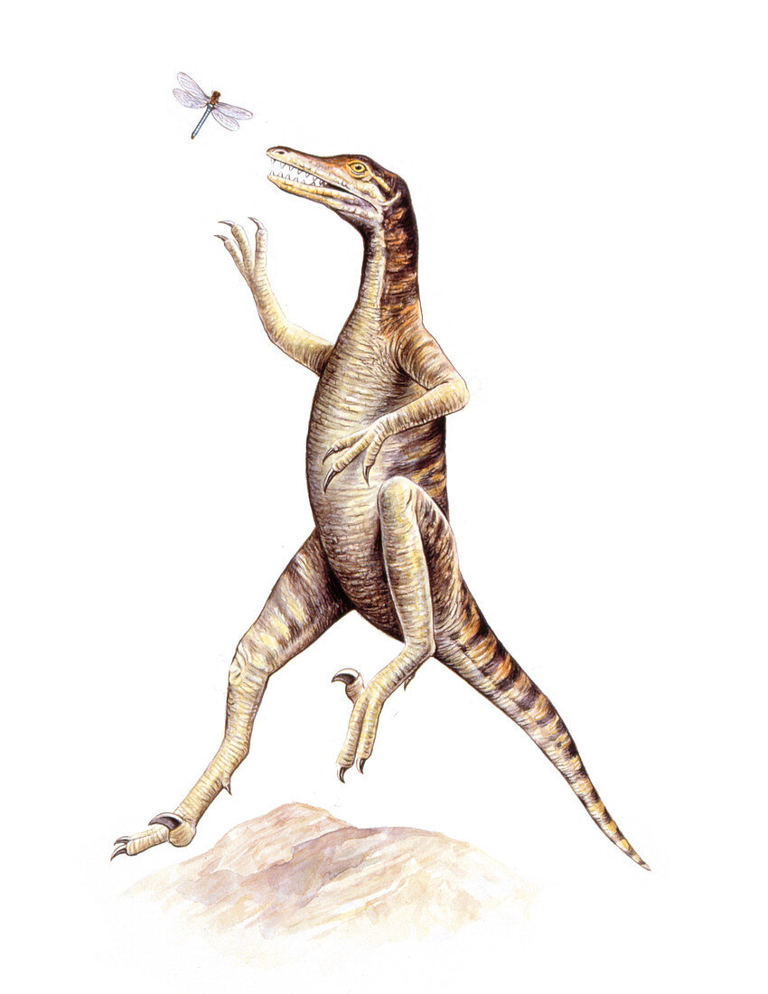 Saurornithoides dinosaur,illustration