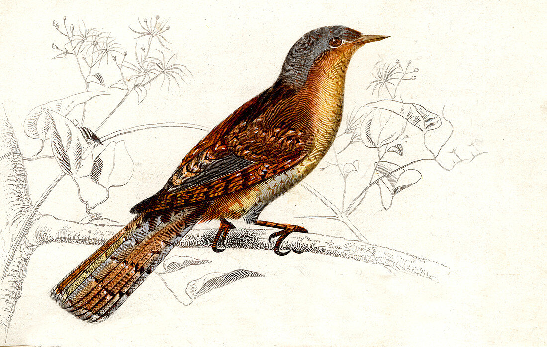 Woodpecker,19th Century illustration