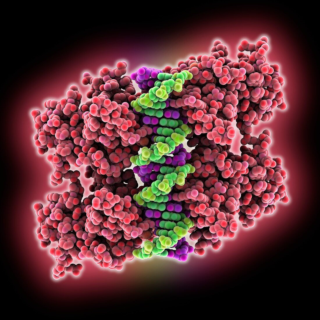 Tumour suppressor protein and DNA
