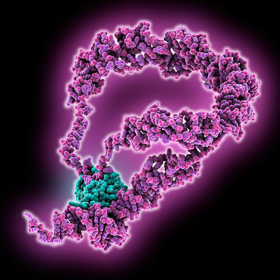 mRNA bound to RNA binding protein