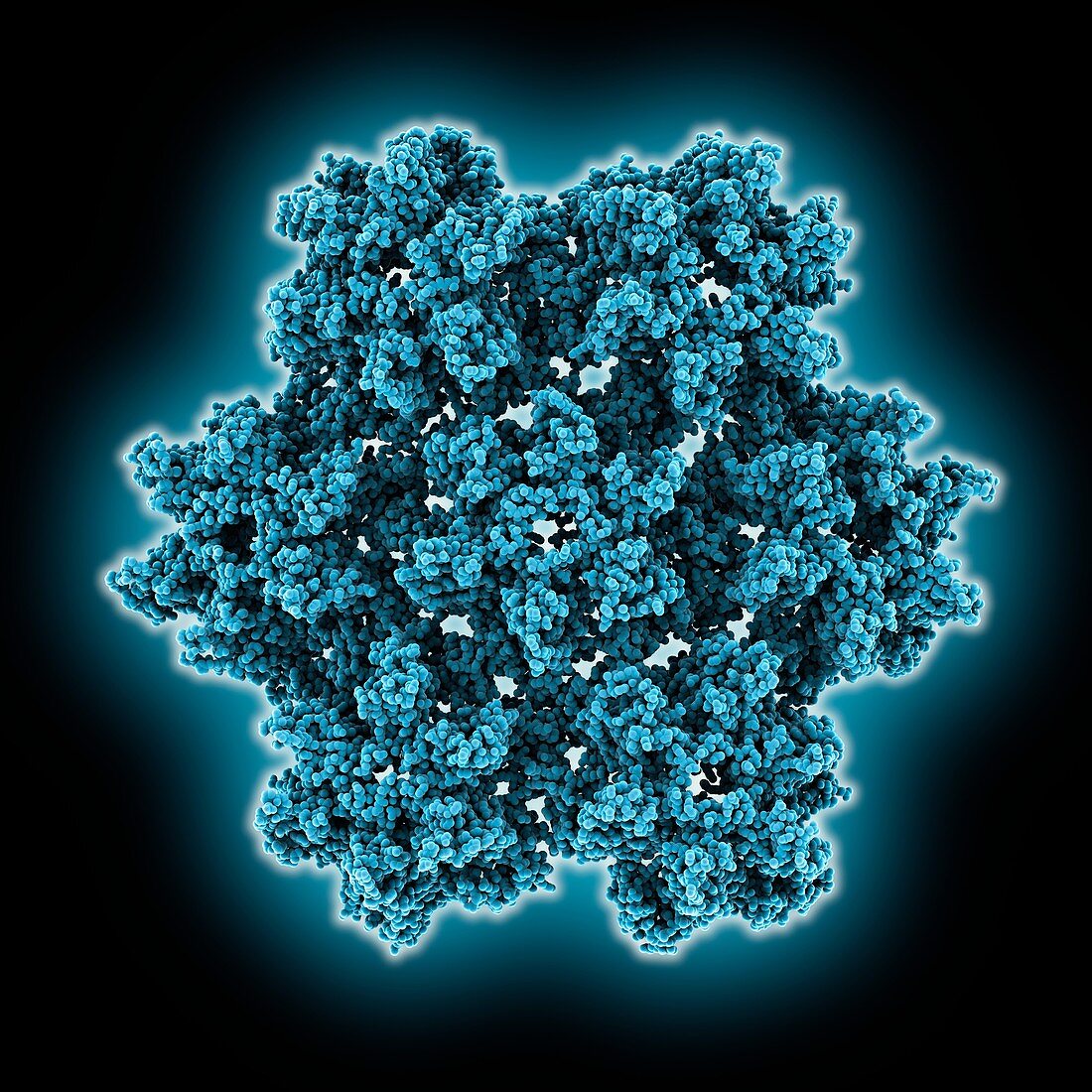 HIV-1 capsid structure