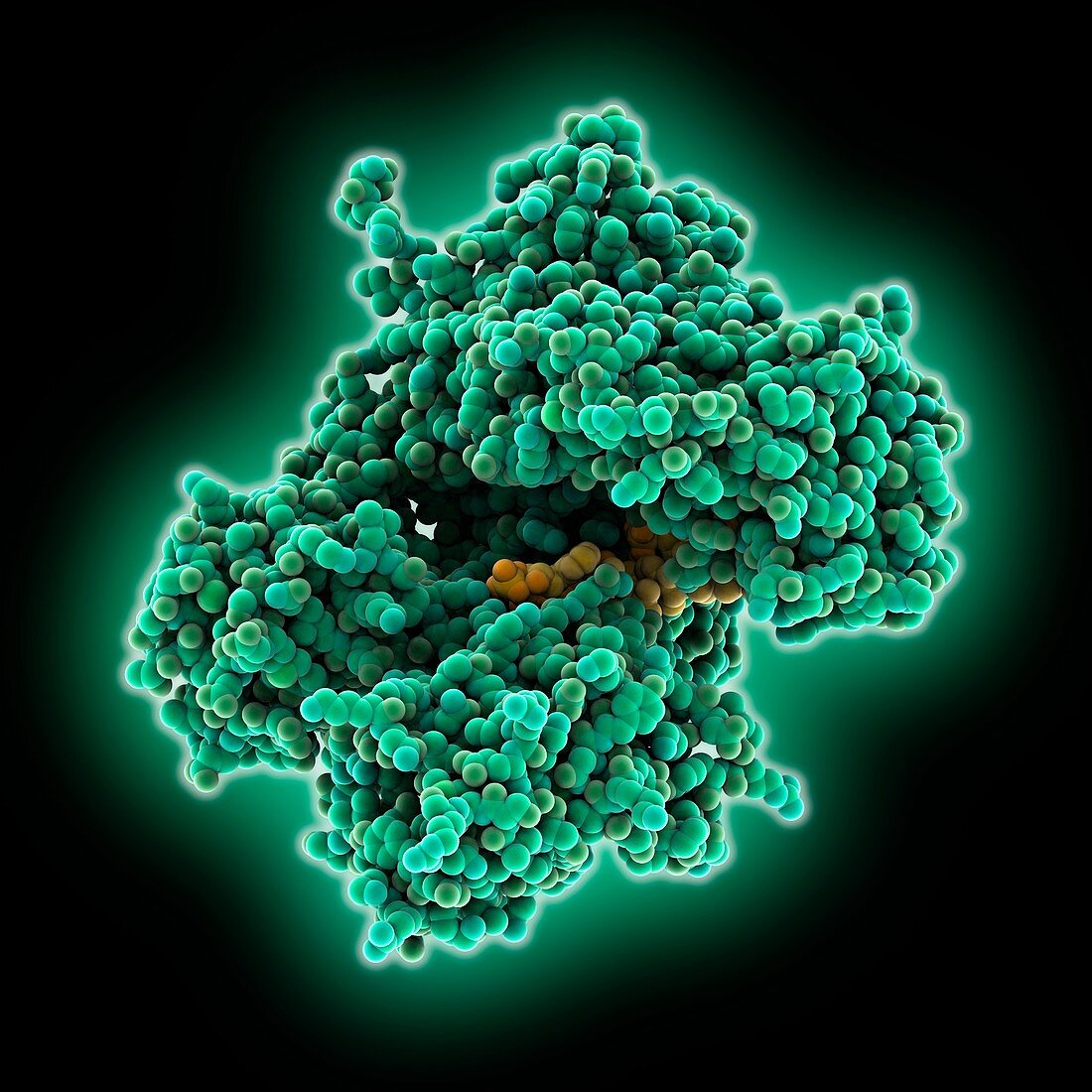 Argonaute protein and RNA