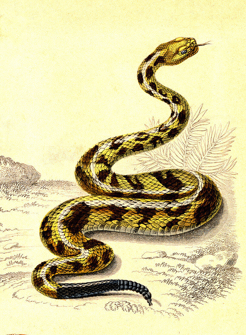 South American rattlesnake,illustration