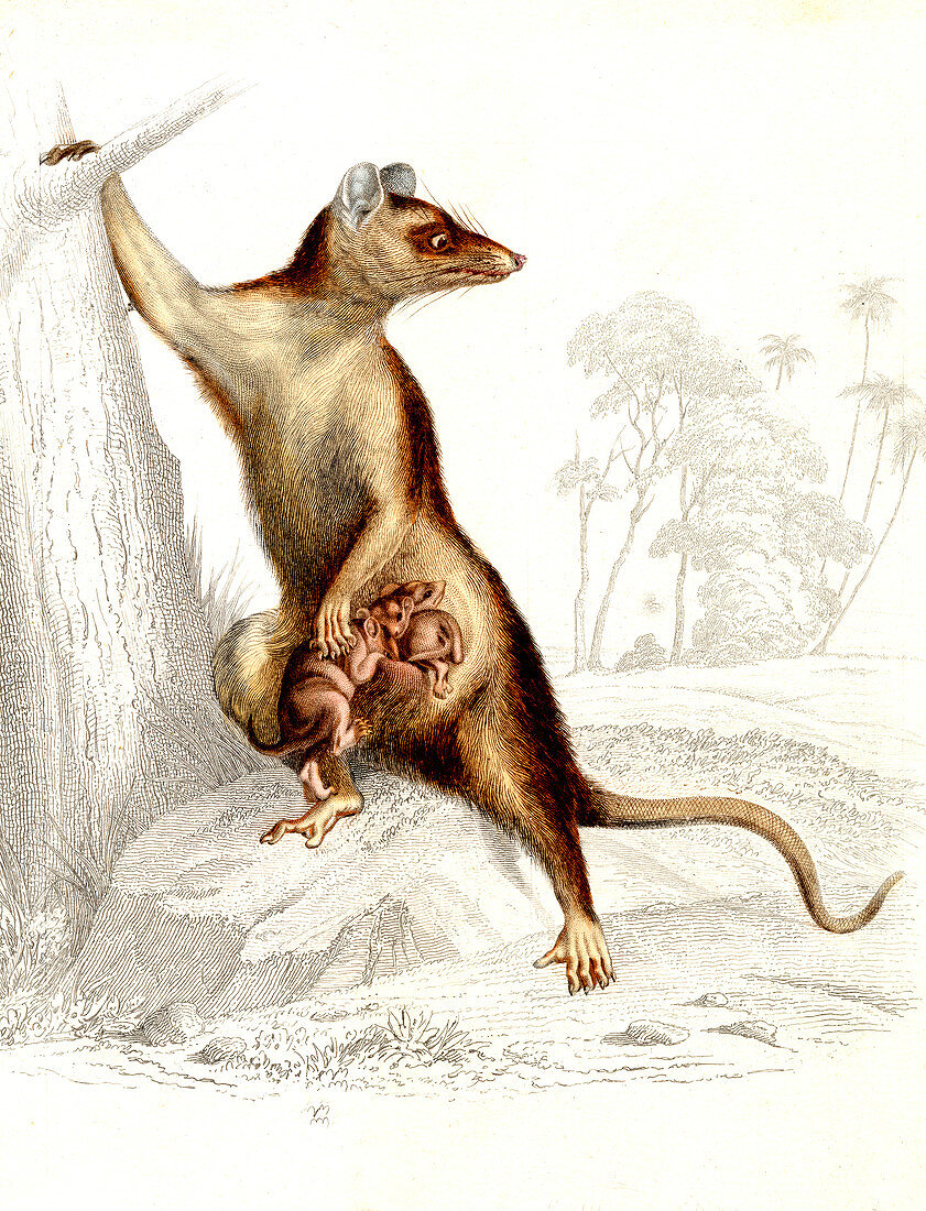 Opossums,19th Century illustration