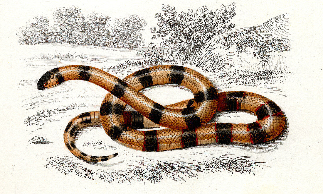 Coral snake,19th Century illustration