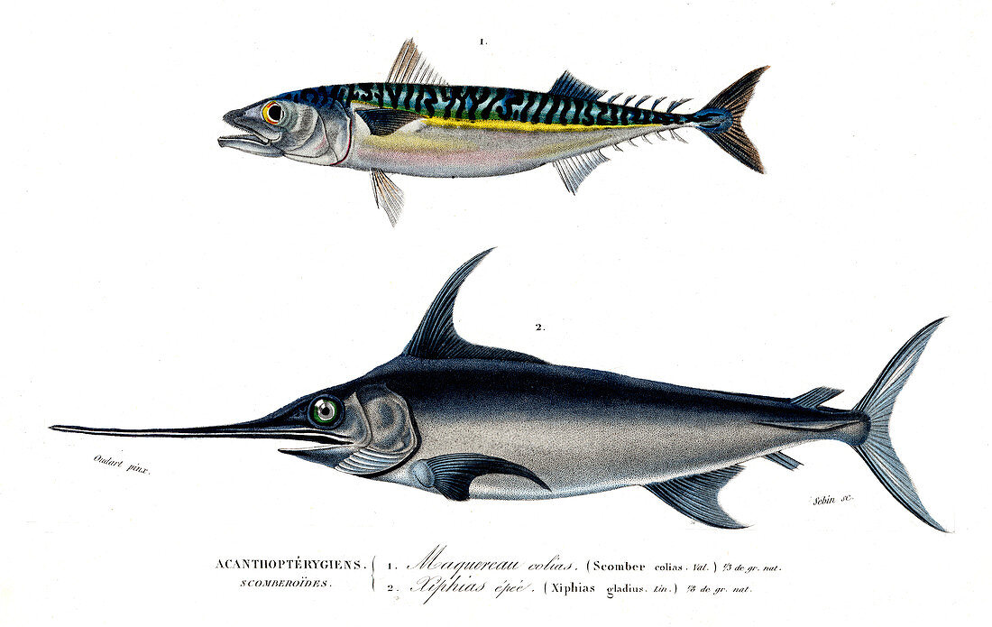 Mackerel and swordfish,illustration