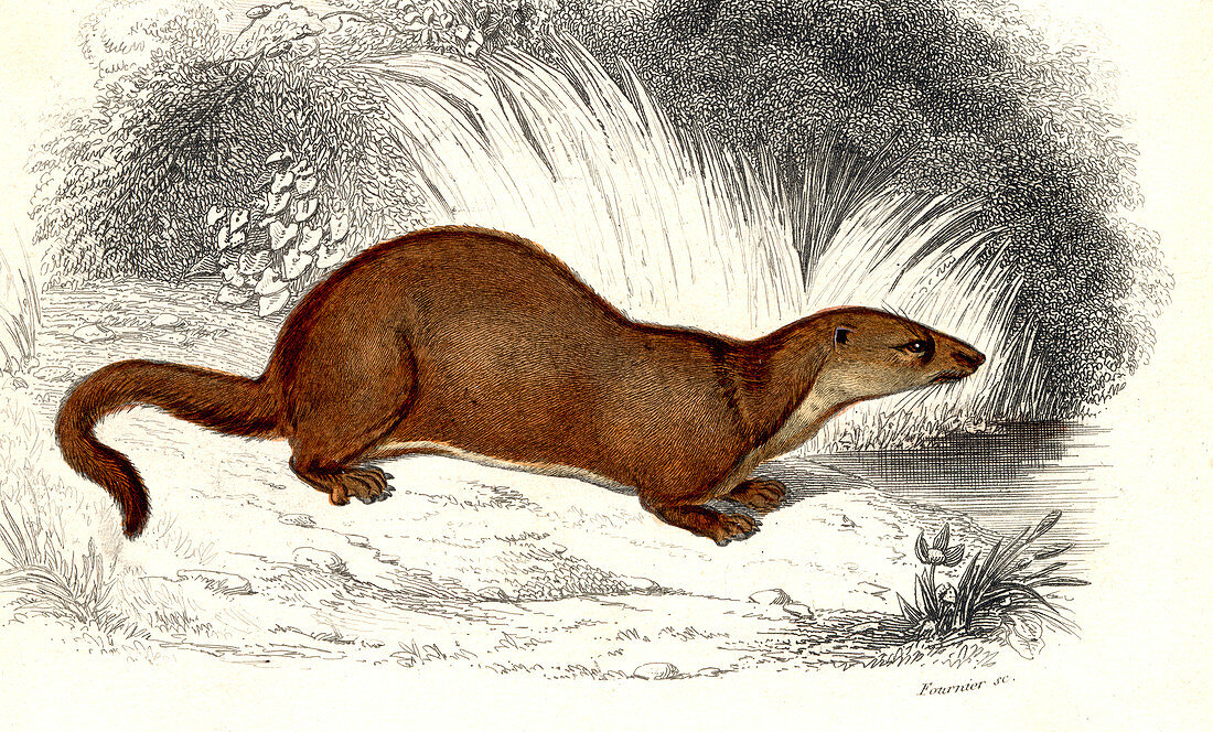 Weasel,19th Century illustration