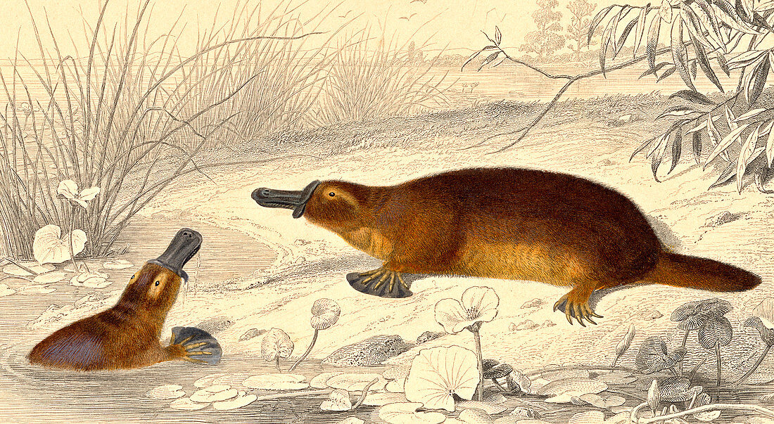 Platypus,19th Century illustration