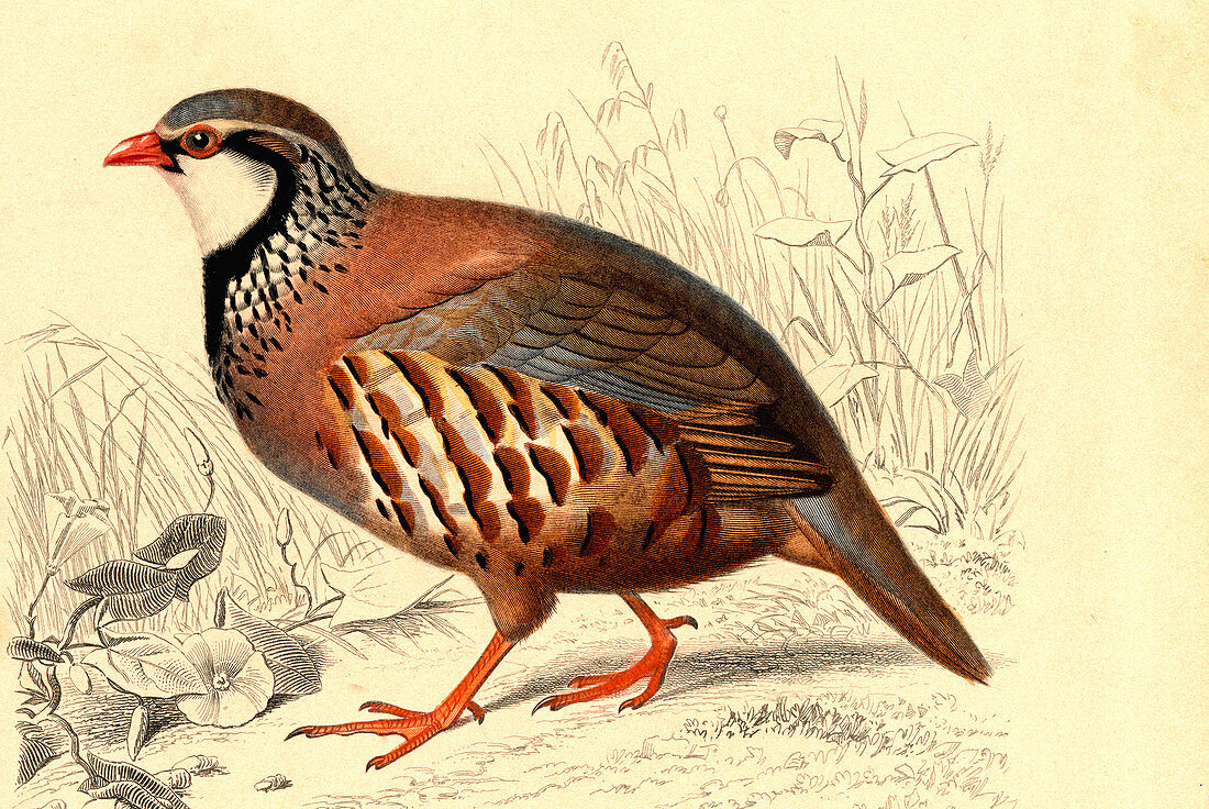 Red-legged partridge,illustration