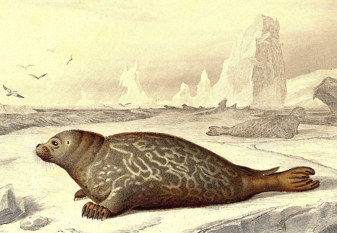 Harbour seal,19th Century illustration
