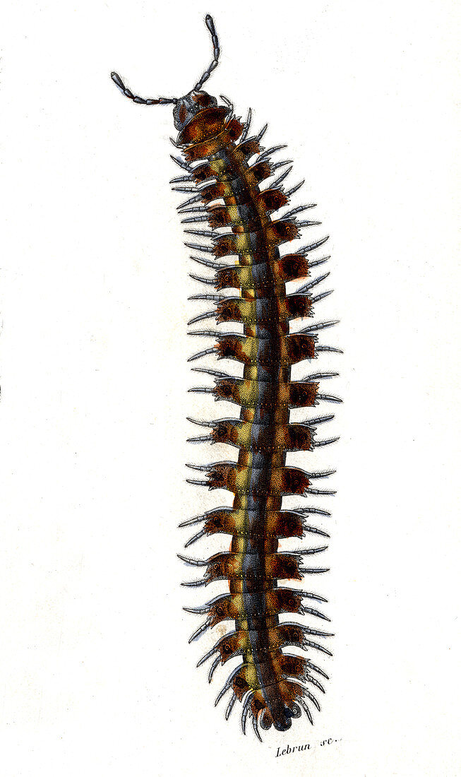 Millipede,19th Century illustration