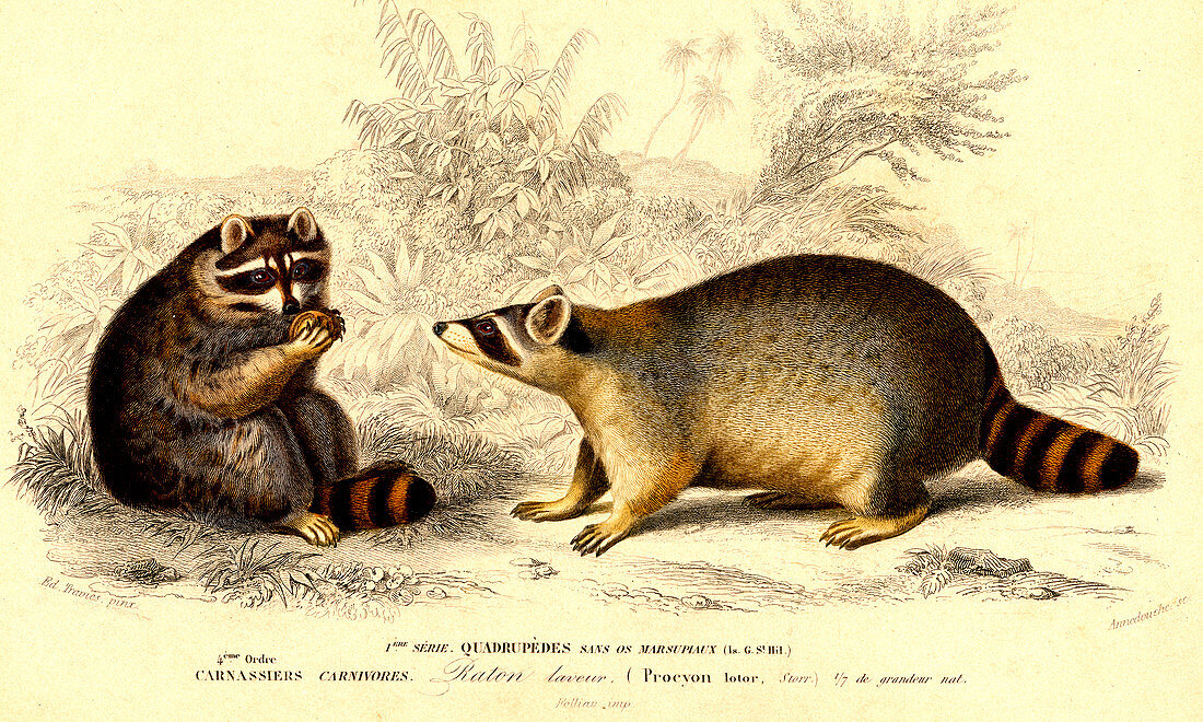 Raccoons,19th Century illustration