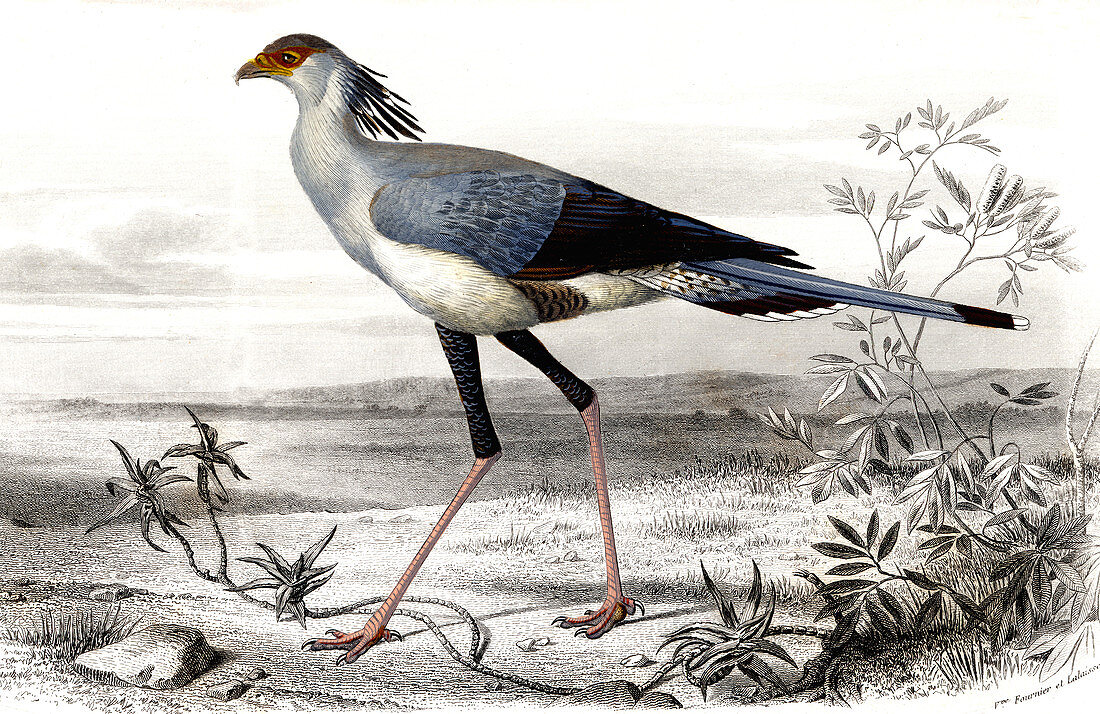 Secretary bird,19th Century illustration
