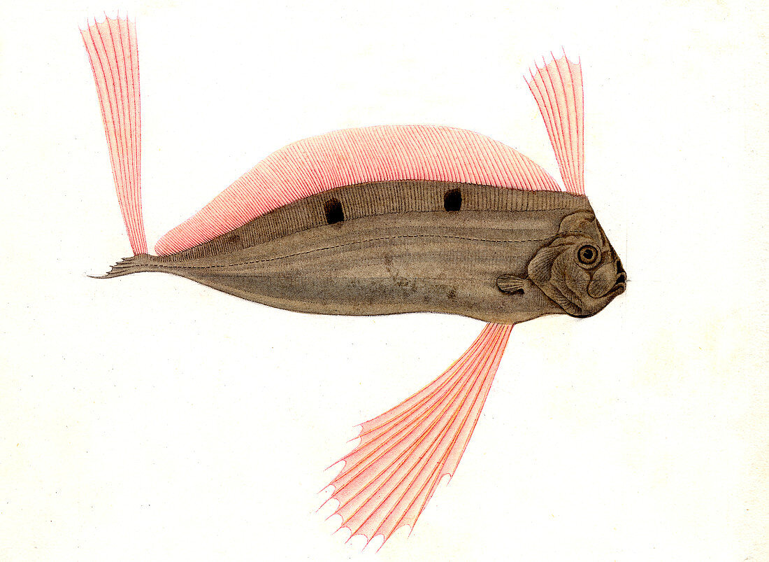 Ribbonfish,19th Century illustration