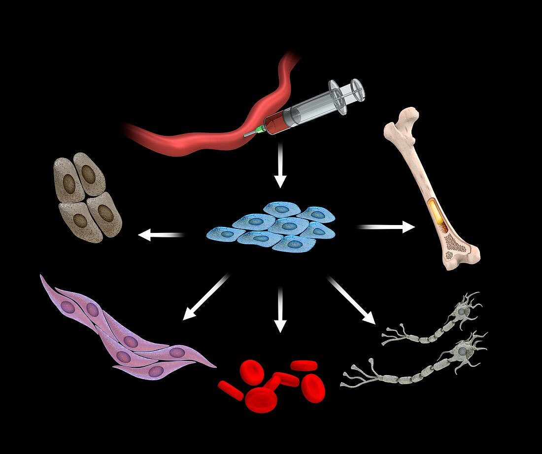 Umbilical stem cells,illustration