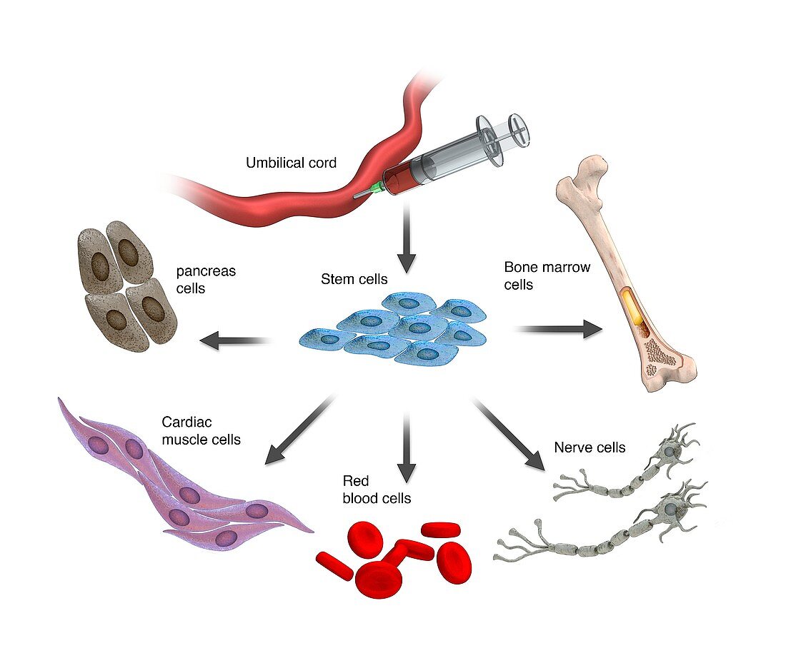 Umbilical stem cells,illustration