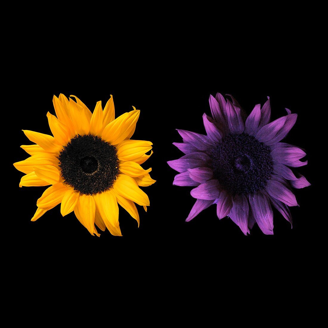 Sunflowers in UV and daylight