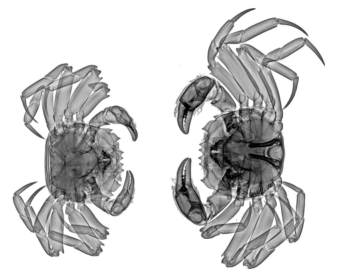 Chinese mitten crabs,X-ray