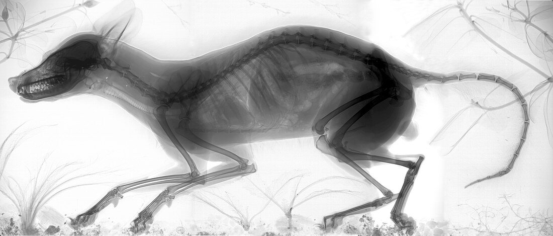Red fox,X-ray