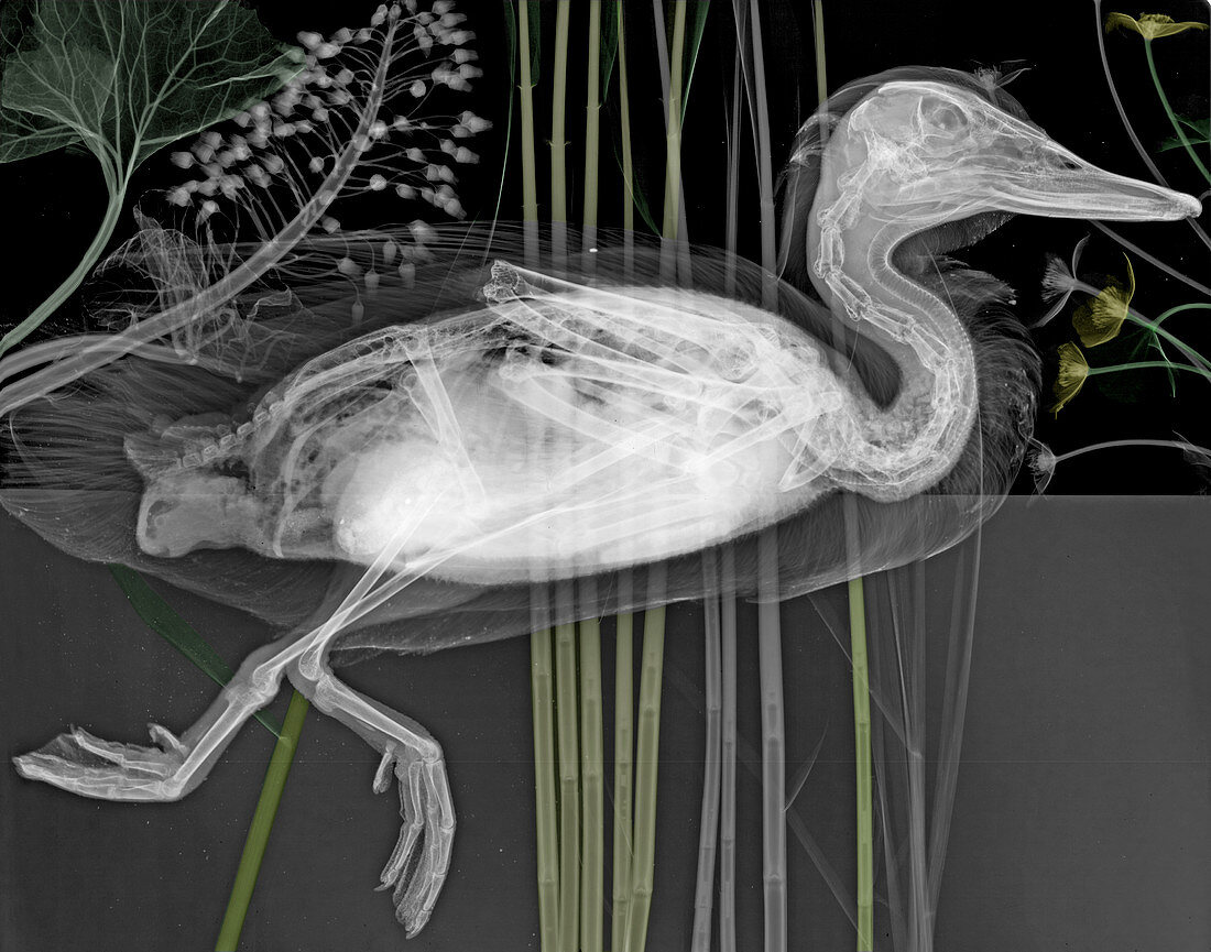 Duck,X-ray