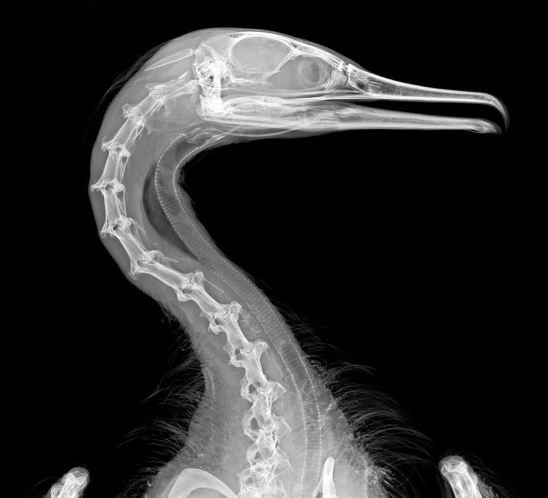 Cormorant,X-ray