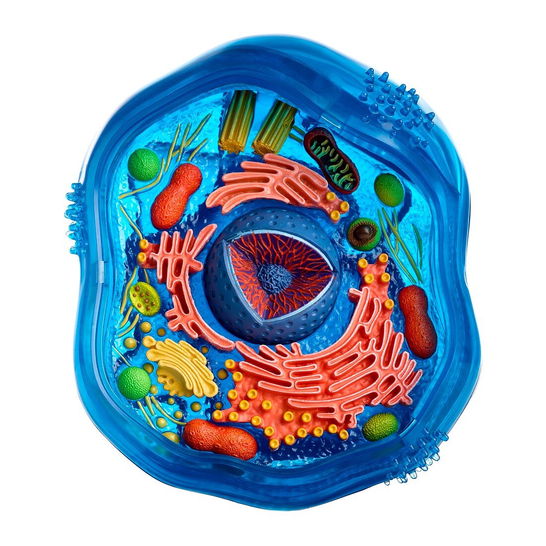 Model of an animal cell
