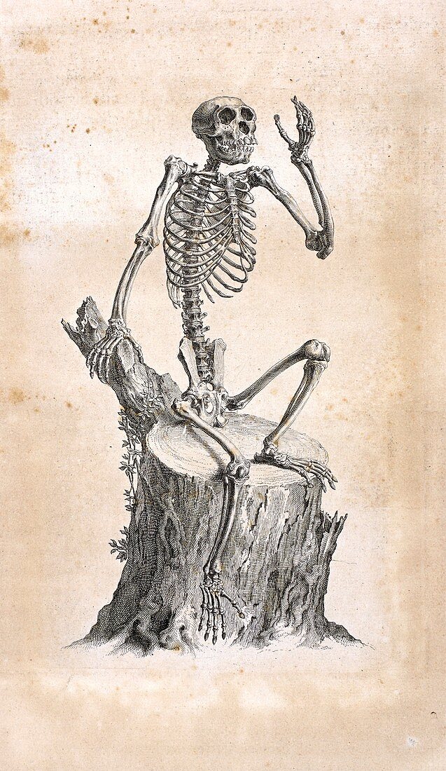 Monkey skeleton,18th century