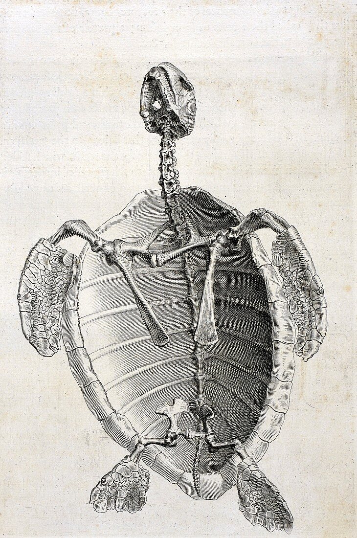Turtle anatomy,18th century