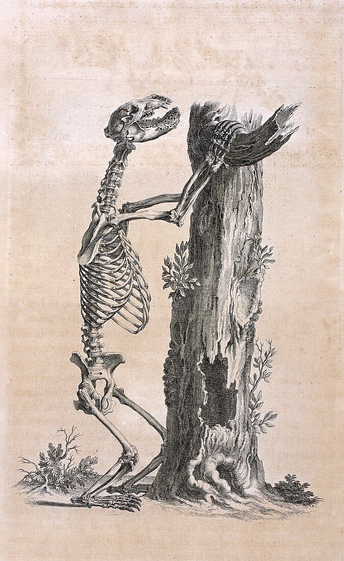 Bear skeleton,18th century