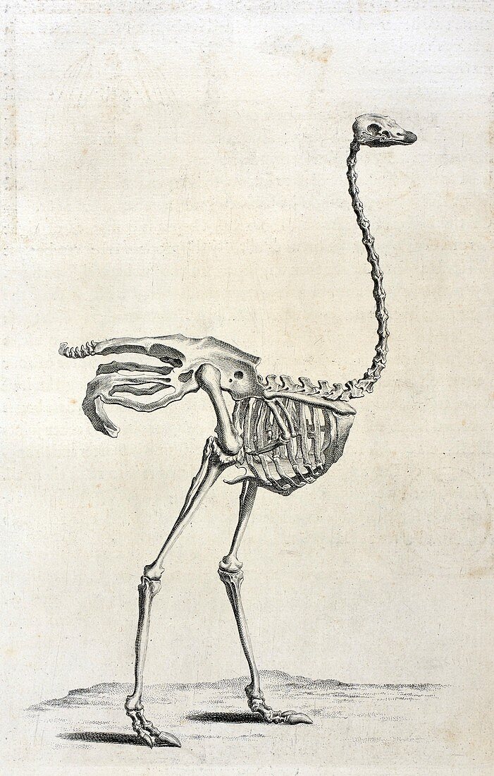 Ostrich skeleton,18th century