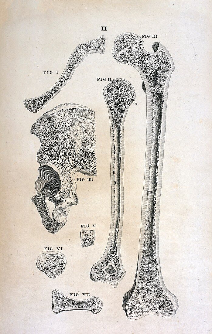 Bone anatomy,18th century
