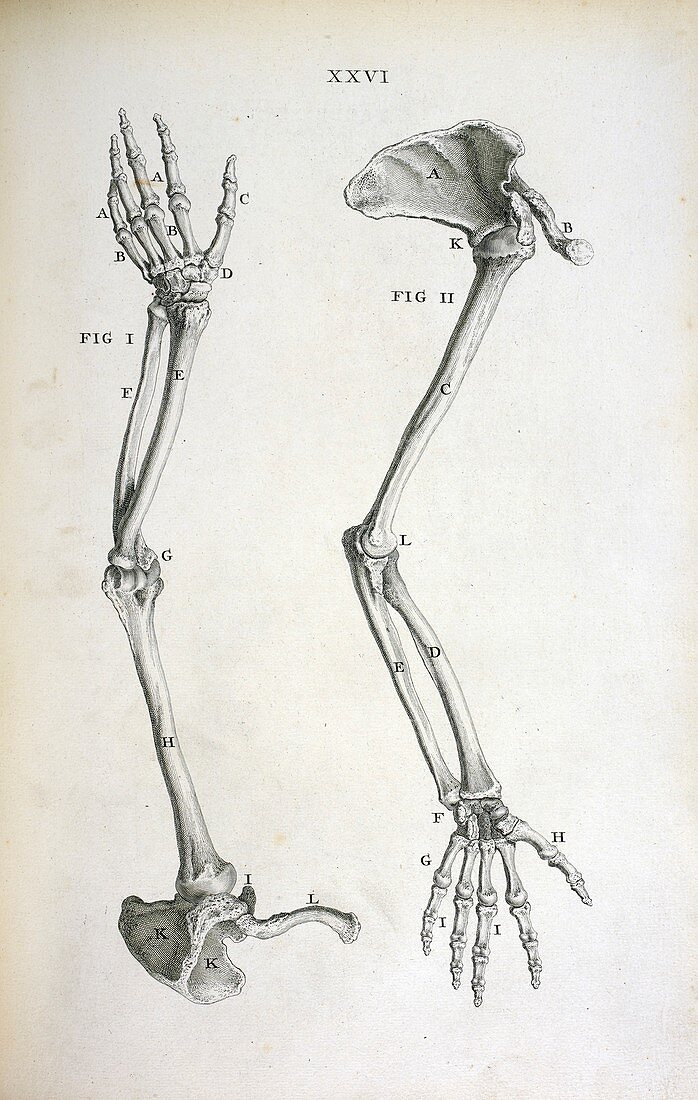 Arm bones,18th century