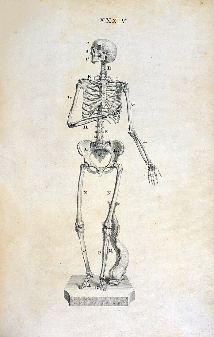 Female skeleton,18th century
