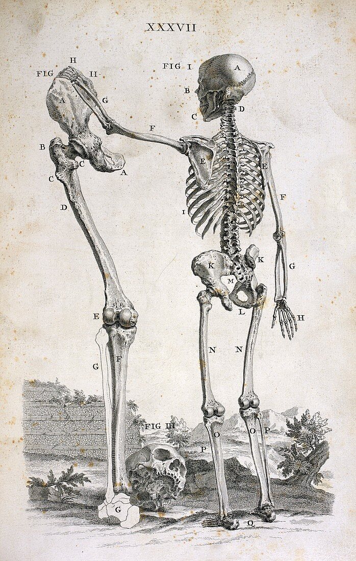 Skeleton and giant's leg,18th century
