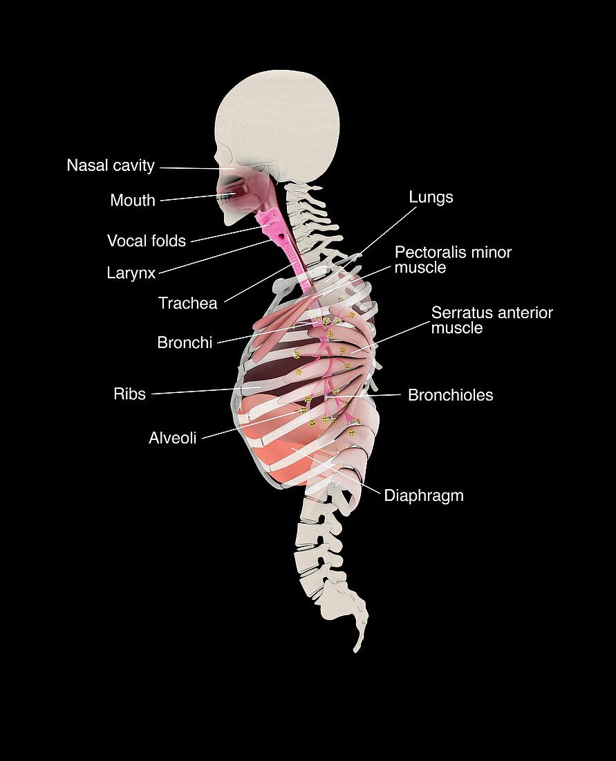 Human respiratory system,illustration