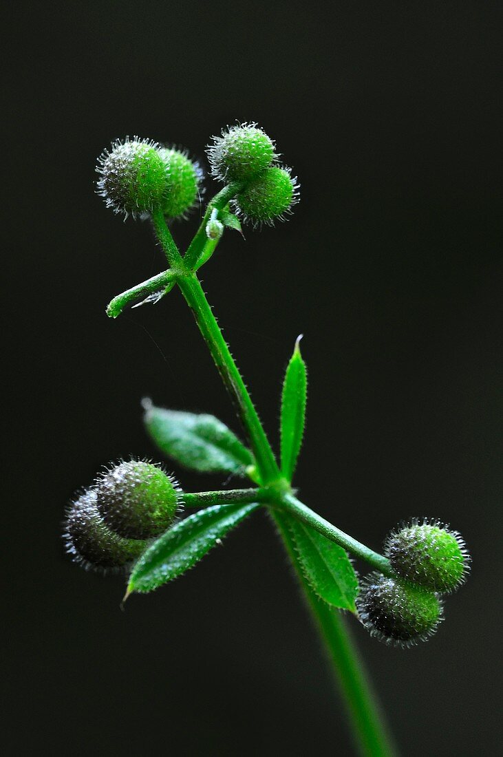 Cleavers (Galium aparine) in seed
