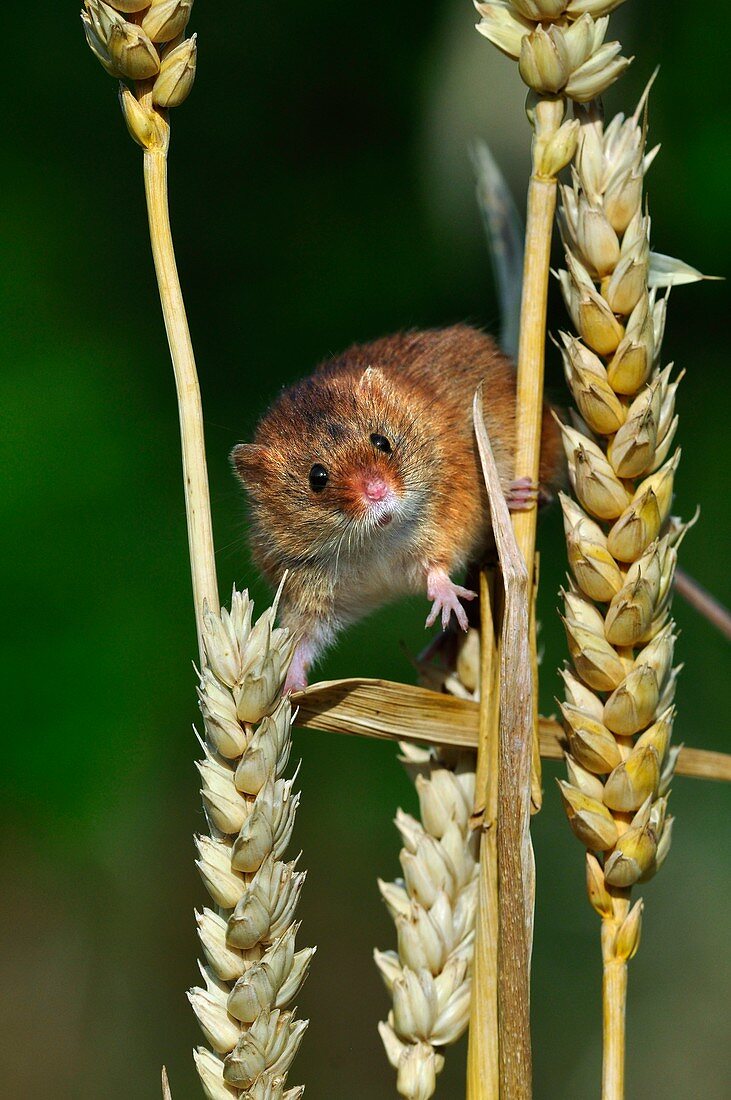 Harvest mouse on corn