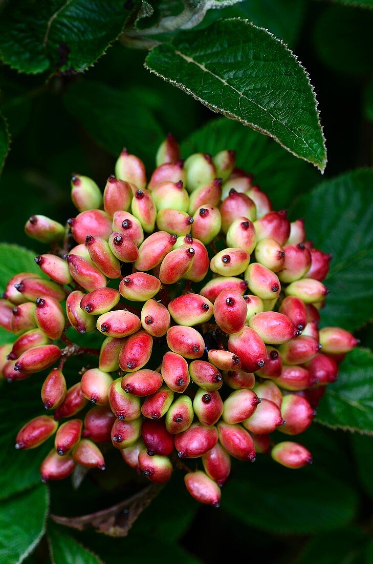 Wayfarer (Viburnum lantana) berries