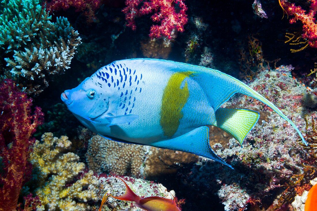 Yellowbar angelfish on a reef
