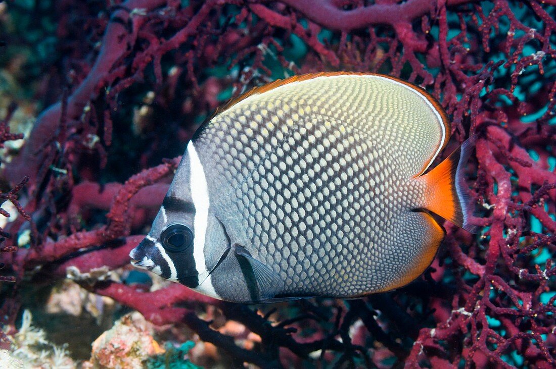 Redtail butterflyfish on a reef