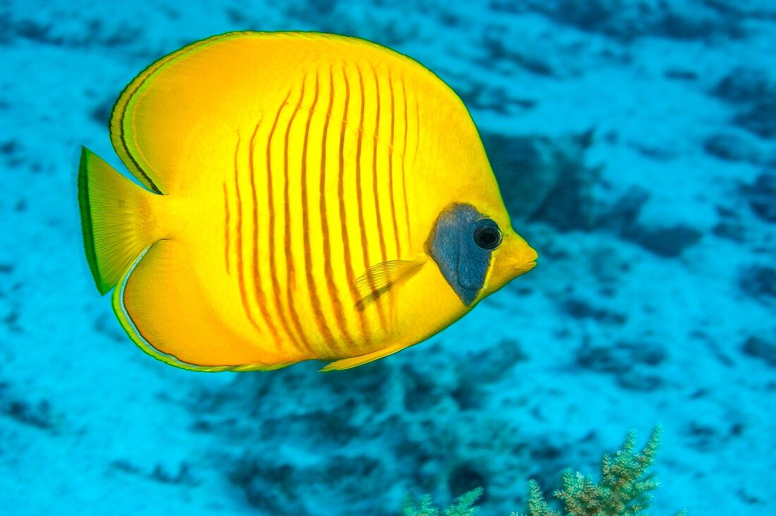 Golden butterflyfish over a reef