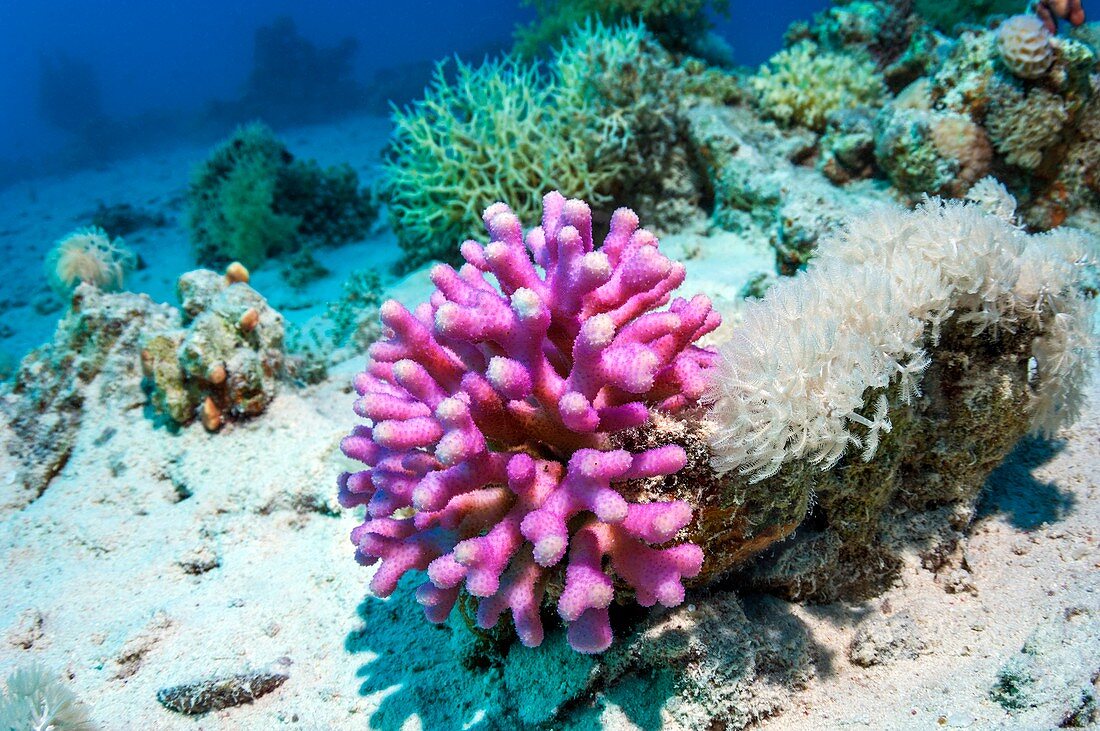 Cat's paw coral