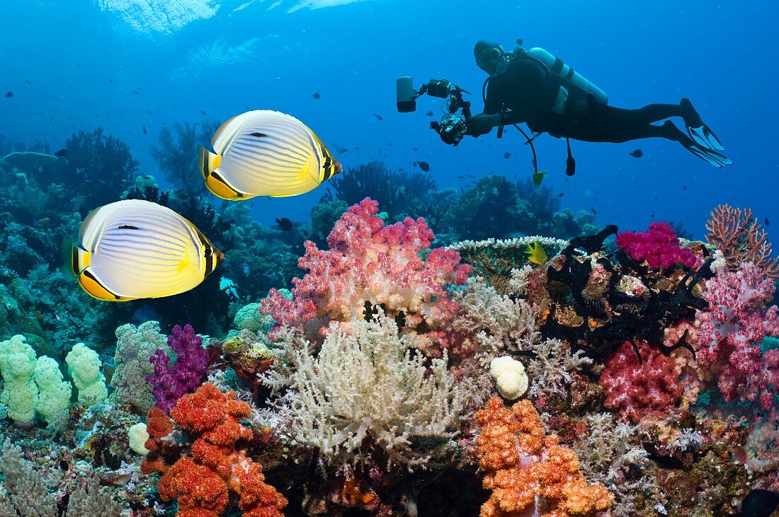 Photographing butterflyfish on a reef