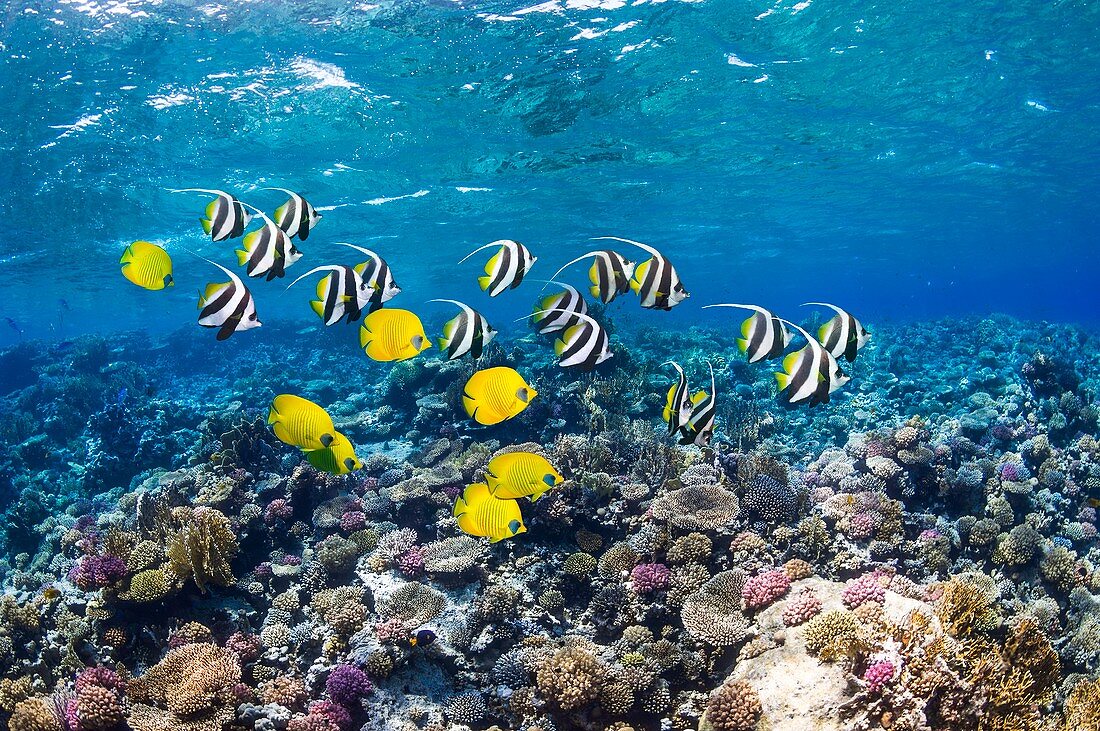 Bannerfish and butterflyfish on a reef