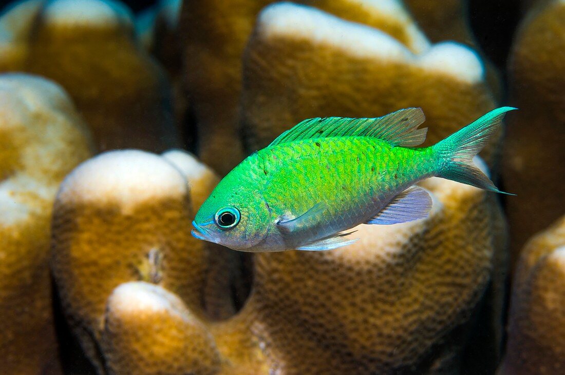 Blue-green chromis on coral